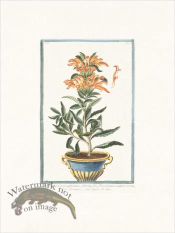 Bonelli 244 Lion's tail